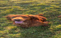 Sprocker dogs for sale: Stunning Sprocker Spaniels - Image 11