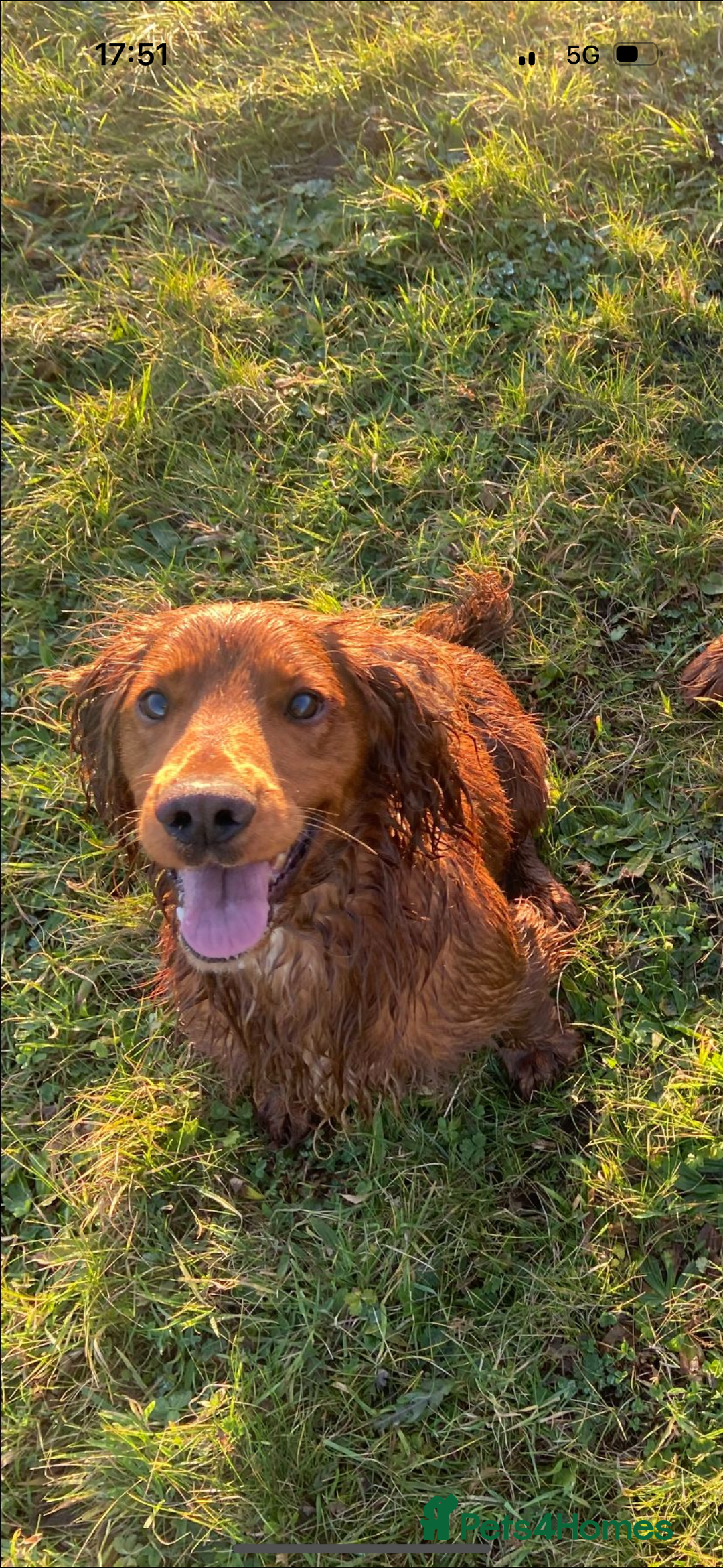 Sprocker dogs for sale: Stunning Sprocker Spaniels - Image 11