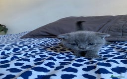 Scottish Fold cats for sale: Scottish Fold kittens for sale 3 Girls 2 Boys  - Advert 20
