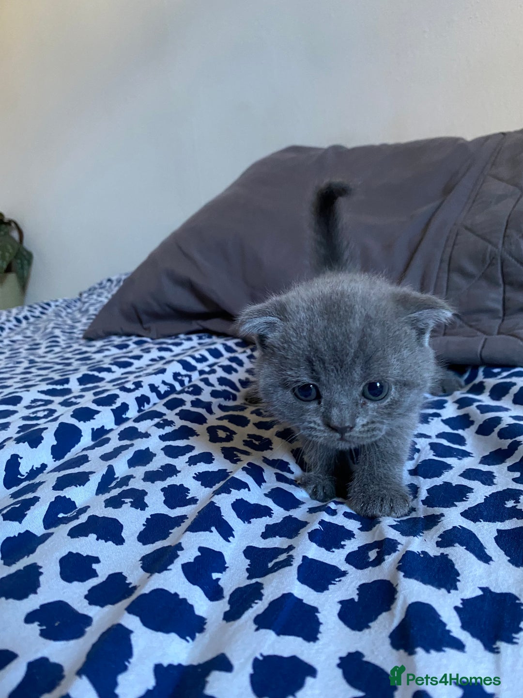 Scottish Fold cats for sale: Scottish Fold kittens for sale 3 Girls 2 Boys  - Advert 20