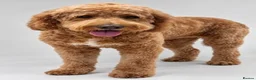 Double Doodle dogs for sale: Health and DNA tested Double Doodles - Advert 1
