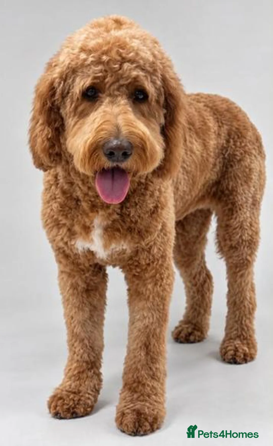 Double Doodle dogs for sale: Health and DNA tested Double Doodles - Advert 1