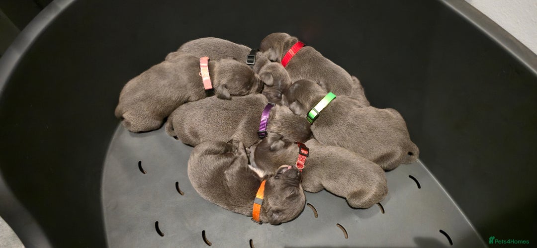 Staffordshire Bull Terrier dogs for sale:  Blue Staffy puppies for sale KC REGISTERED  - Image 1