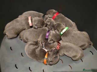 Staffordshire Bull Terrier dogs - Advert 4