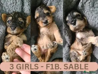 Cockapoo dogs 3 GIRLS Sable F1b Cockapoos DNA TESTED,VET CHECKED - Advert 8