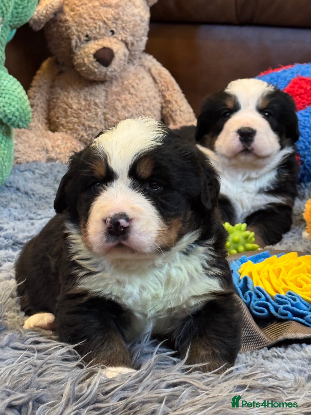 Bernese Mountain Dog dogs for sale: Beautiful KC Litter  - Advert 6
