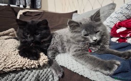 Mixed Breed cats for sale: Adorable fluffy kittens looking for a new home. - Image 2