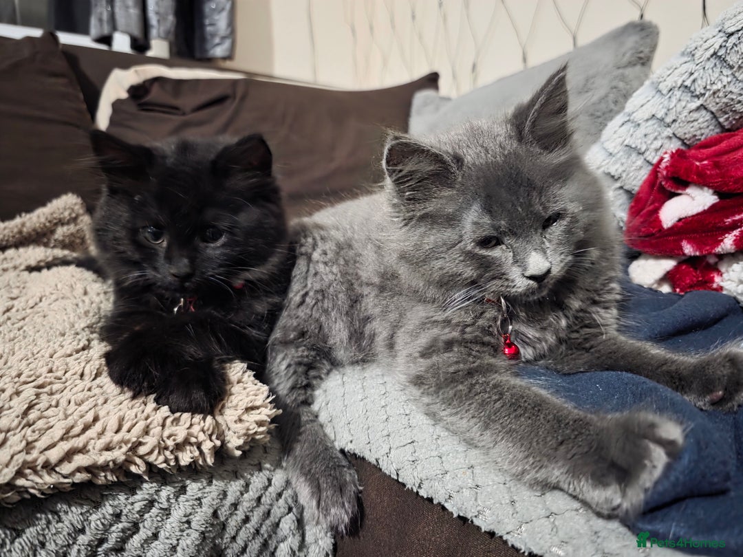 Mixed Breed cats for sale: Adorable fluffy kittens looking for a new home. - Image 2