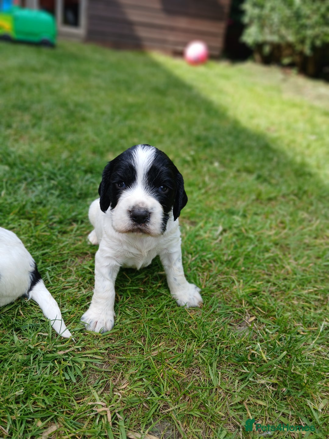Sprocker dogs for sale: READY NOW !! 3 sprocker spaniels left  👀🏡✨️ in Wakefield - Image 23