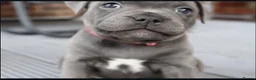 Staffordshire Bull Terrier dogs for sale: Home Well Socialized Staffy Puppies in Reading - Advert 13