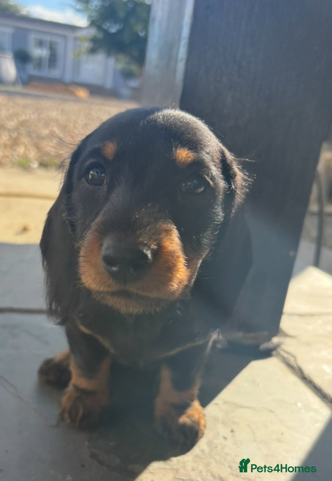 Miniature Dachshund dogs for sale: true miniature dachshunds - Image 4