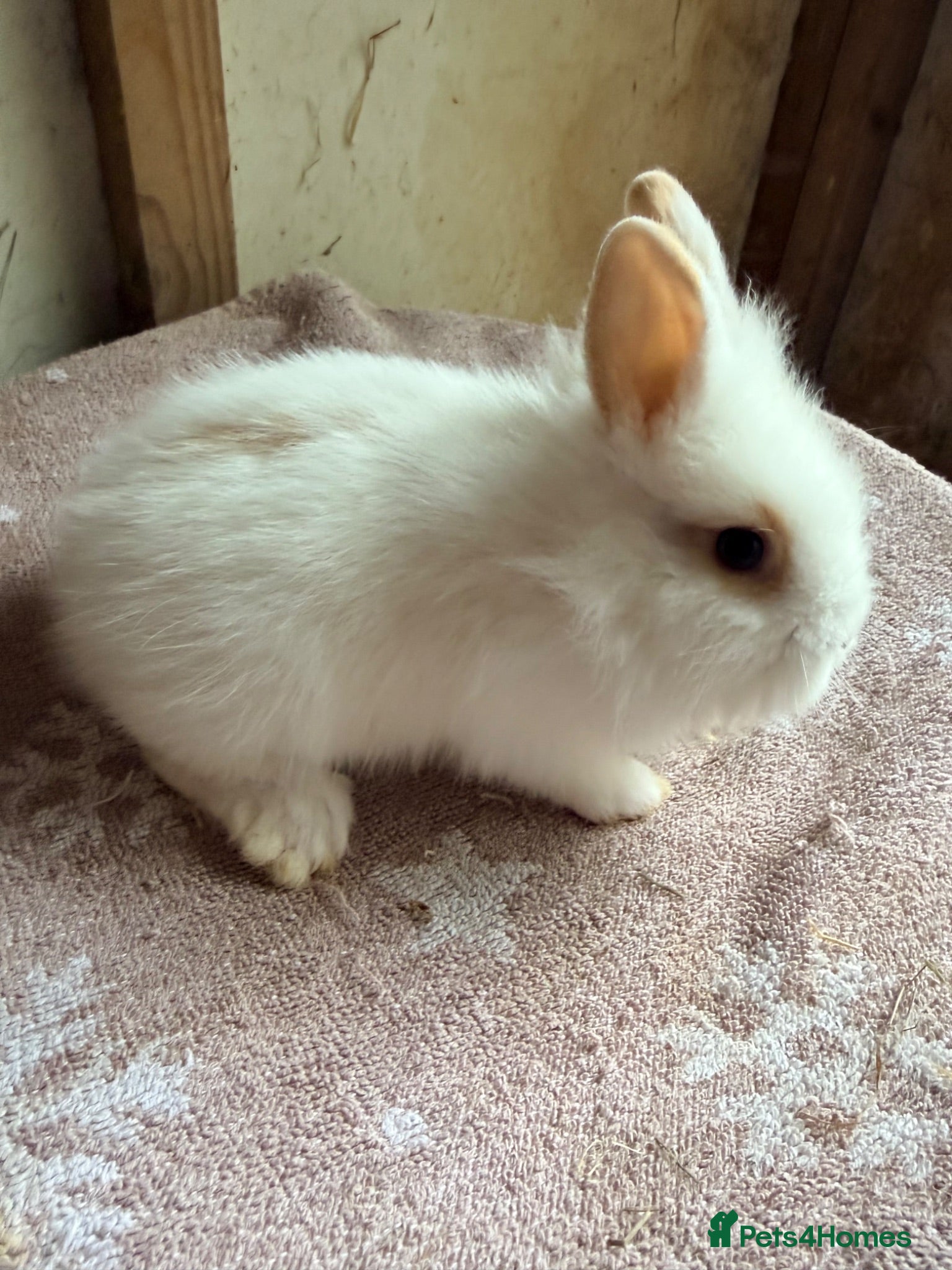 Lionhead rabbits Beautiful very Friendly Lionheads - Advert 1