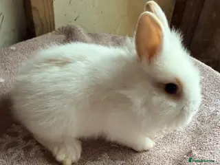Lionhead rabbits for sale: Beautiful very Friendly Lionheads - Advert 2