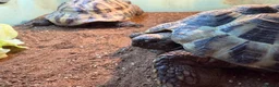 Hermann Tortoise reptiles for sale: Two male Herman tortoises  in Portsmouth - Advert 9