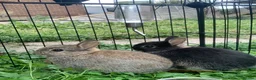 Netherland Dwarf rabbits for sale: LAST 1 LEFT - Gorgeous Netherland Dwarf - Advert 11