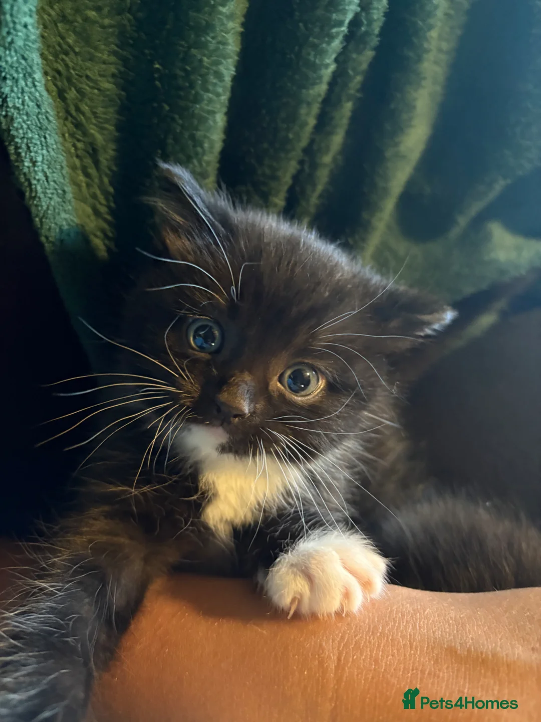 Ragdoll cats for sale: Half Ragdoll Kittens looking for new homes  in Macclesfield - Advert 1