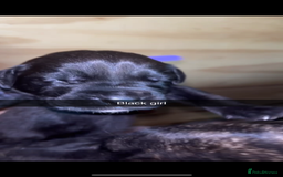 Cane Corso dogs for sale: Cane Corso first litter of puppies !! - Image 24