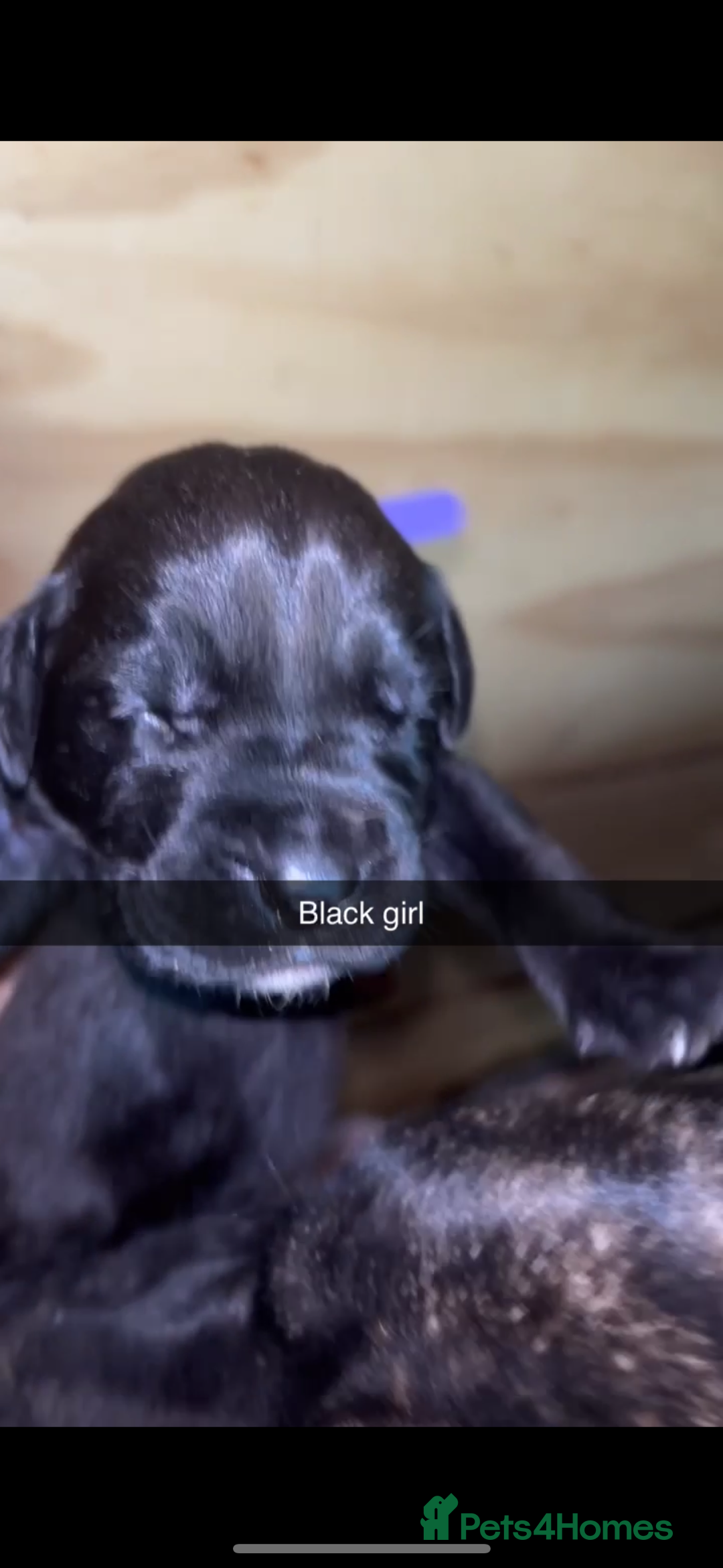 Cane Corso dogs for sale: Cane Corso first litter of puppies !! - Image 24