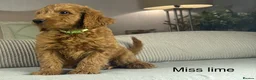 Labradoodle dogs for sale: INSTAGRAM. “OAKWELL RETRIEVERS” HEALTHY HOUNDS - Advert 18