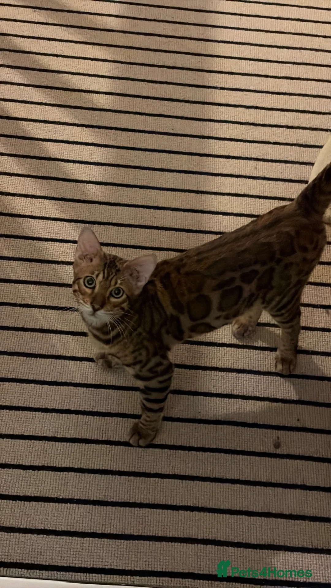 Bengal cats for sale: Bengal Kitten 6m old TIKA registered  in St. Ives - Advert 4