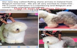 Old English Sheepdog dogs for sale: Kennel Club Reg Old English Sheepdog Puppies - Image 7