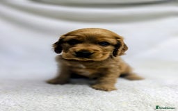 Cocker Spaniel dogs for sale: 🩵 Show Type Male Cocker Spaniel-Dad DNA Tested 🩵 - Image 2