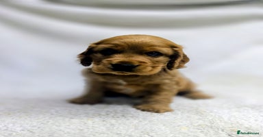 Cocker Spaniel dogs - Advert 8