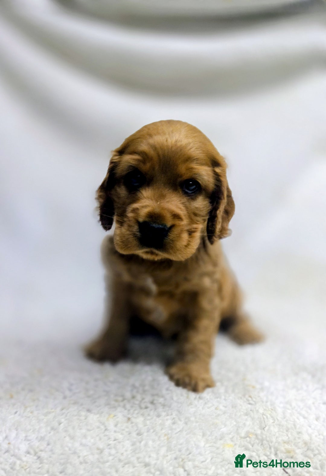 Cocker Spaniel dogs for sale: 🩵 Show Type Male Cocker Spaniel-Dad DNA Tested 🩵 - Image 2