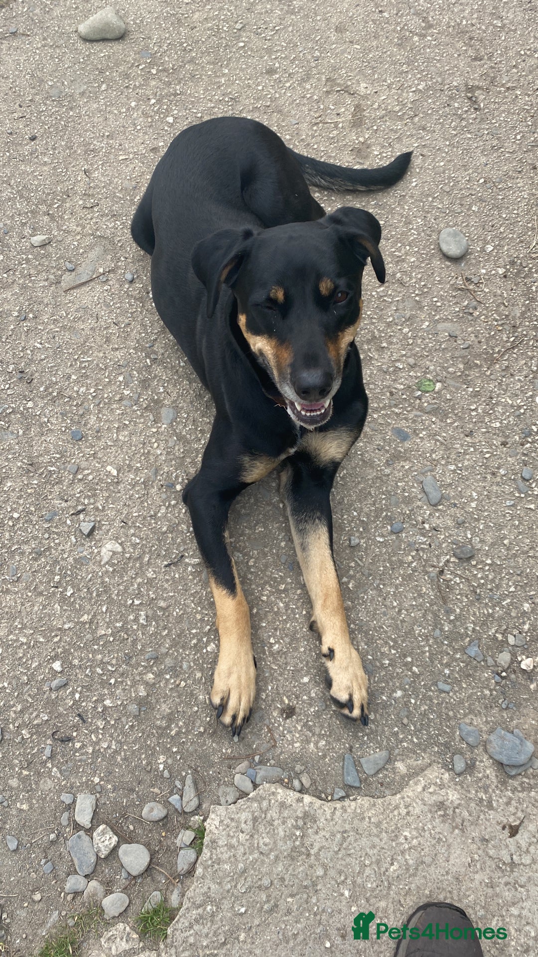 Mixed Breed dogs for sale: Adorable Male Puppies Looking for Loving Home - Advert 5