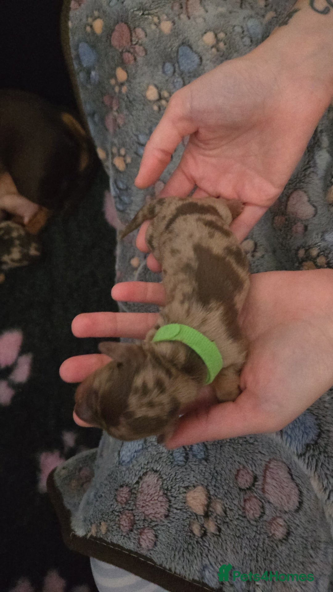 Miniature Dachshund dogs for sale: Miniature dachshund pups for sale - Image 7