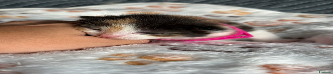 Pink collar