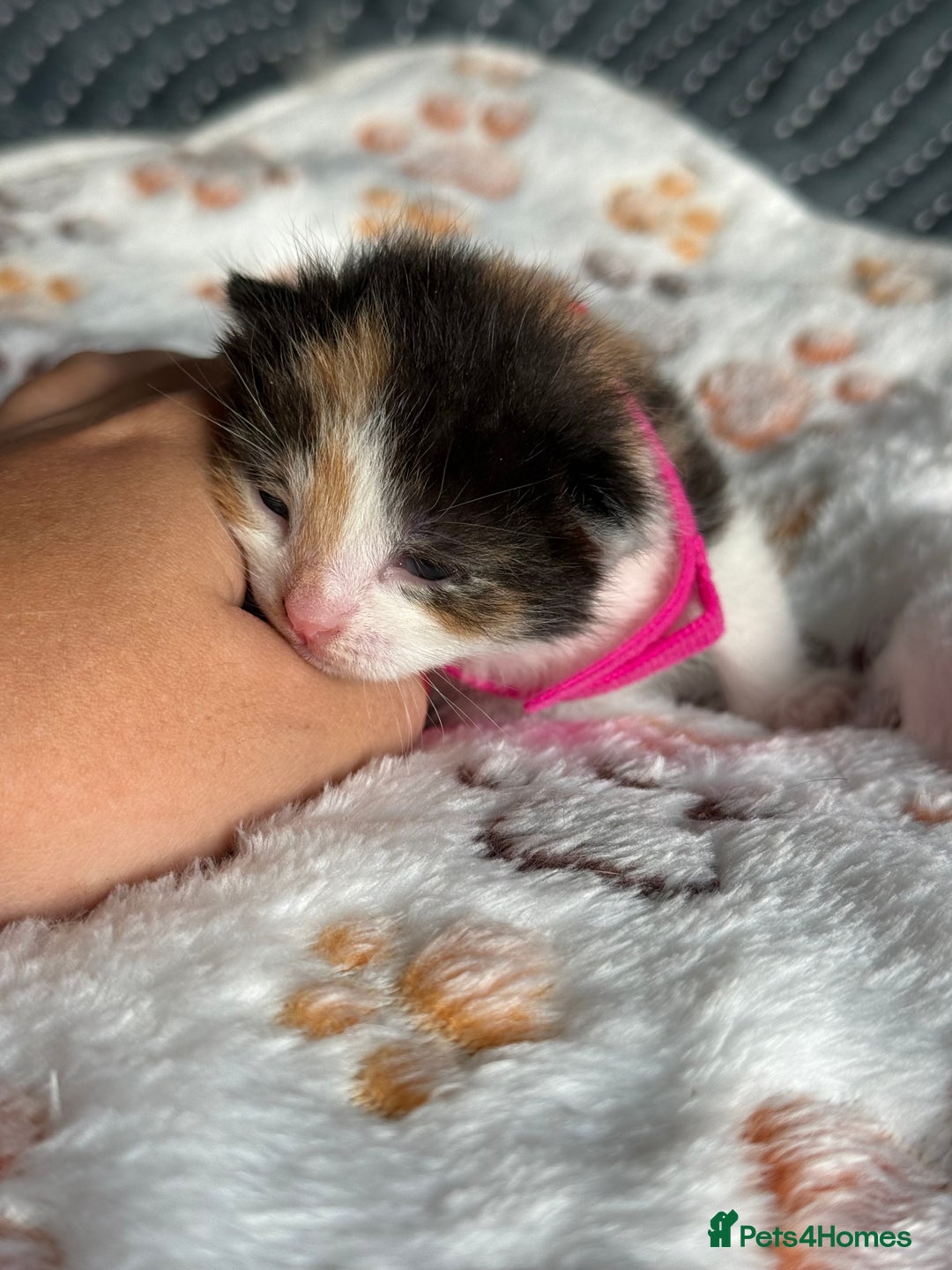 Domestic Shorthair cats for sale: 8 Bundles of joy - Image 11