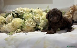 Cockapoo dogs for sale: Beautiful Cockapoo puppies  - Image 1
