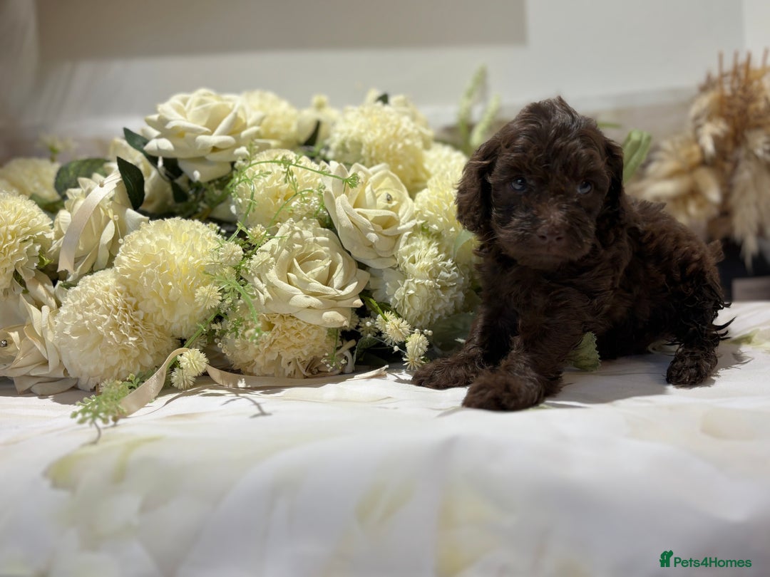Cockapoo dogs for sale: Beautiful Cockapoo puppies  - Image 1