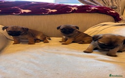 Border Terrier dogs for sale: Border terrier puppies for sale  - Image 17