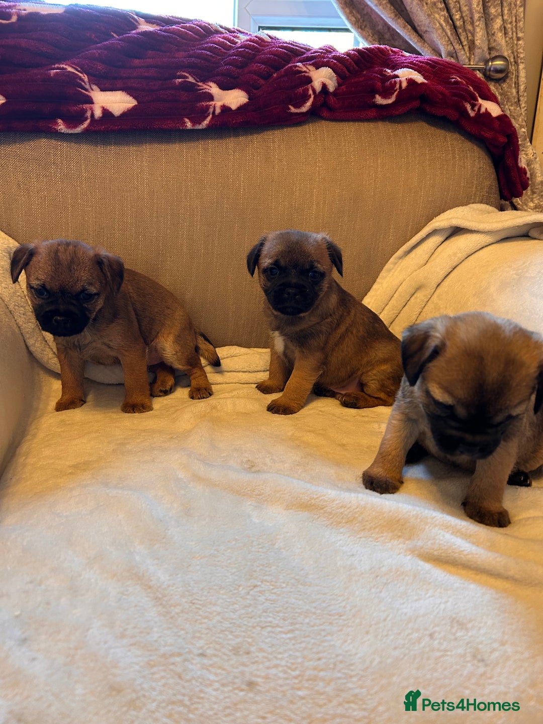 Border Terrier dogs for sale: Border terrier puppies for sale  - Image 17