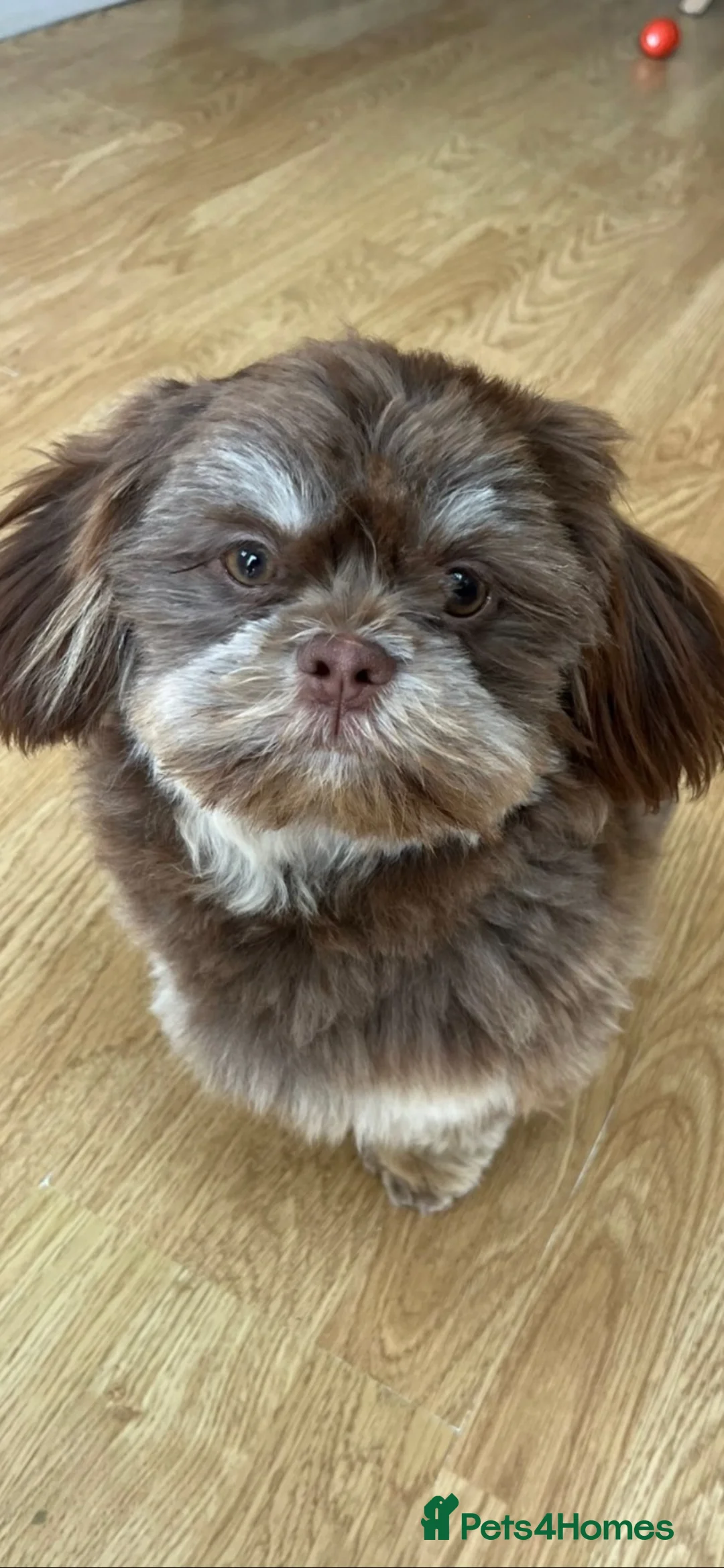 Shih Tzu dogs for sale: Beautiful male Shih Tzu  - Advert 2