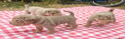 Shar Pei dogs for sale: KC REGISTERED RARE LILAC TAN SHAR-PEI - Advert 15