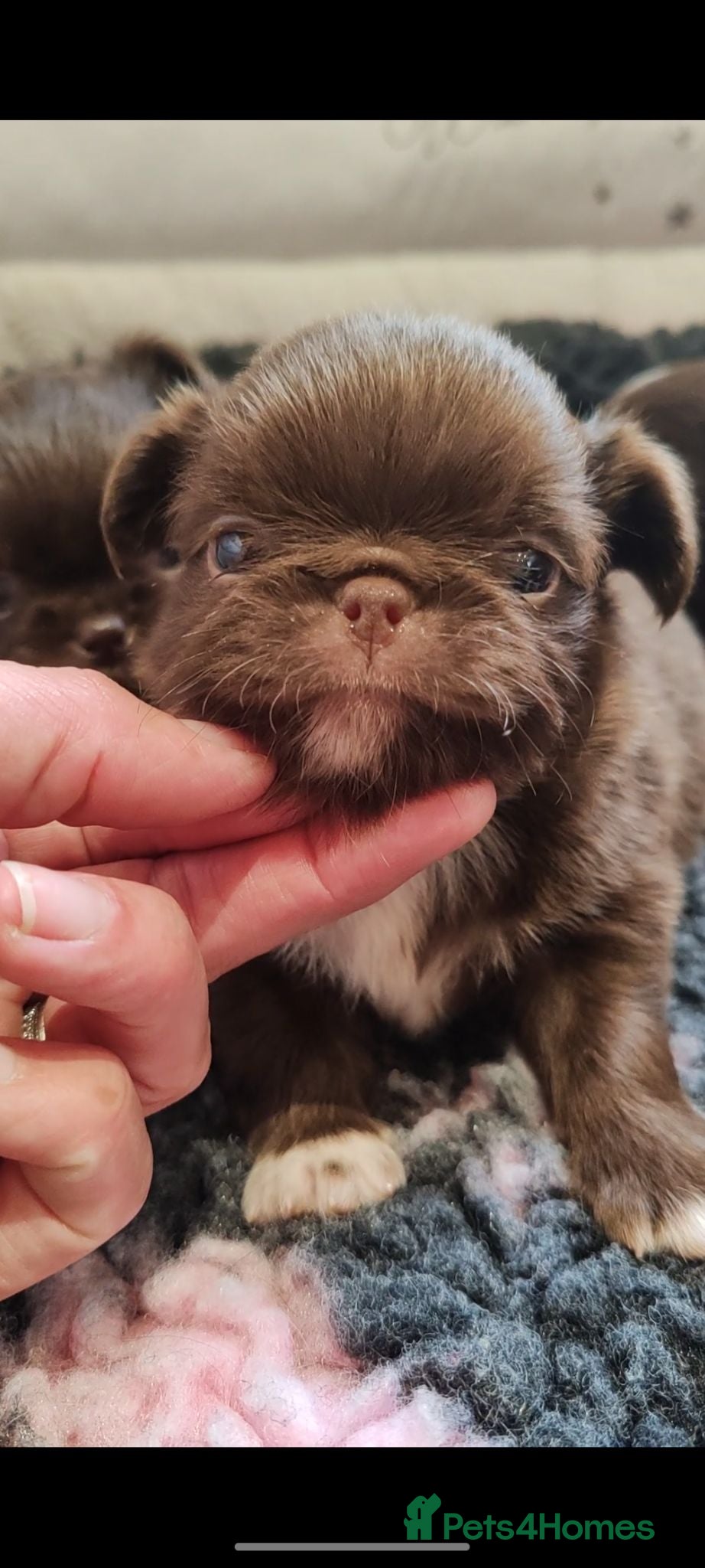 Chihuahua dogs KC REG THAI X RUSSIAN LINES NOW ARRIVED  - Advert 5