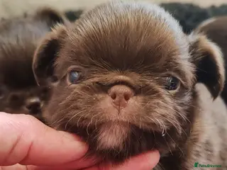 Chihuahua dogs KC REG THAI X RUSSIAN LINES NOW ARRIVED - Advert 5