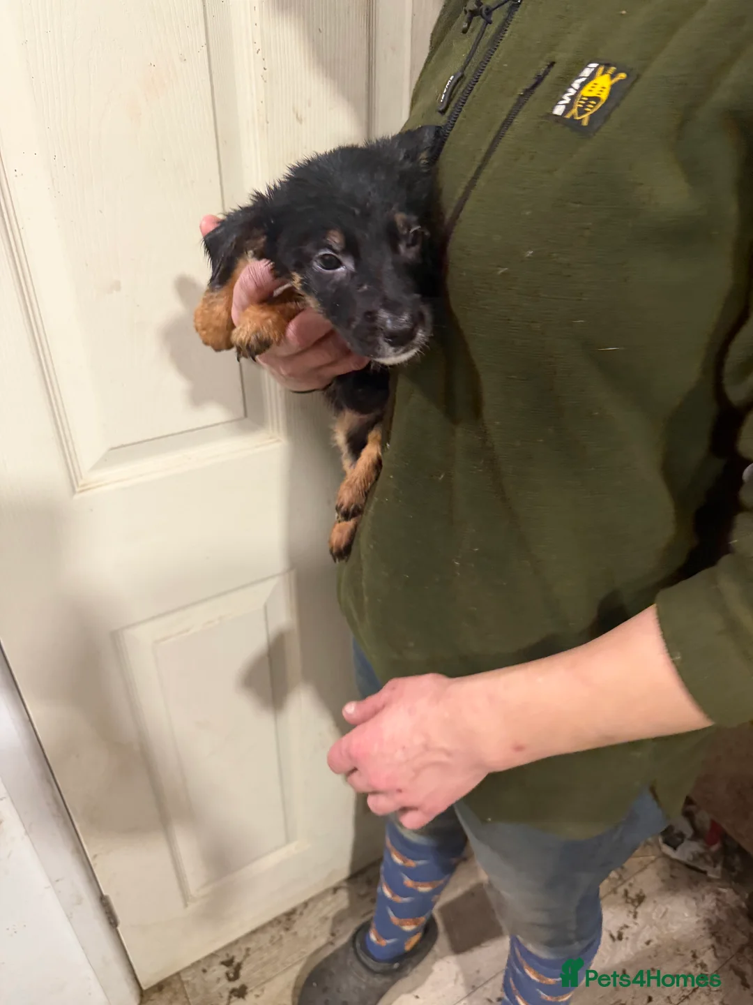 Mixed Breed dogs for sale: Beautiful Huntaway x Collie puppy’s  - Advert 5