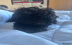 Cavapoo dogs for sale: Cavapoo 4 months old - Image 7