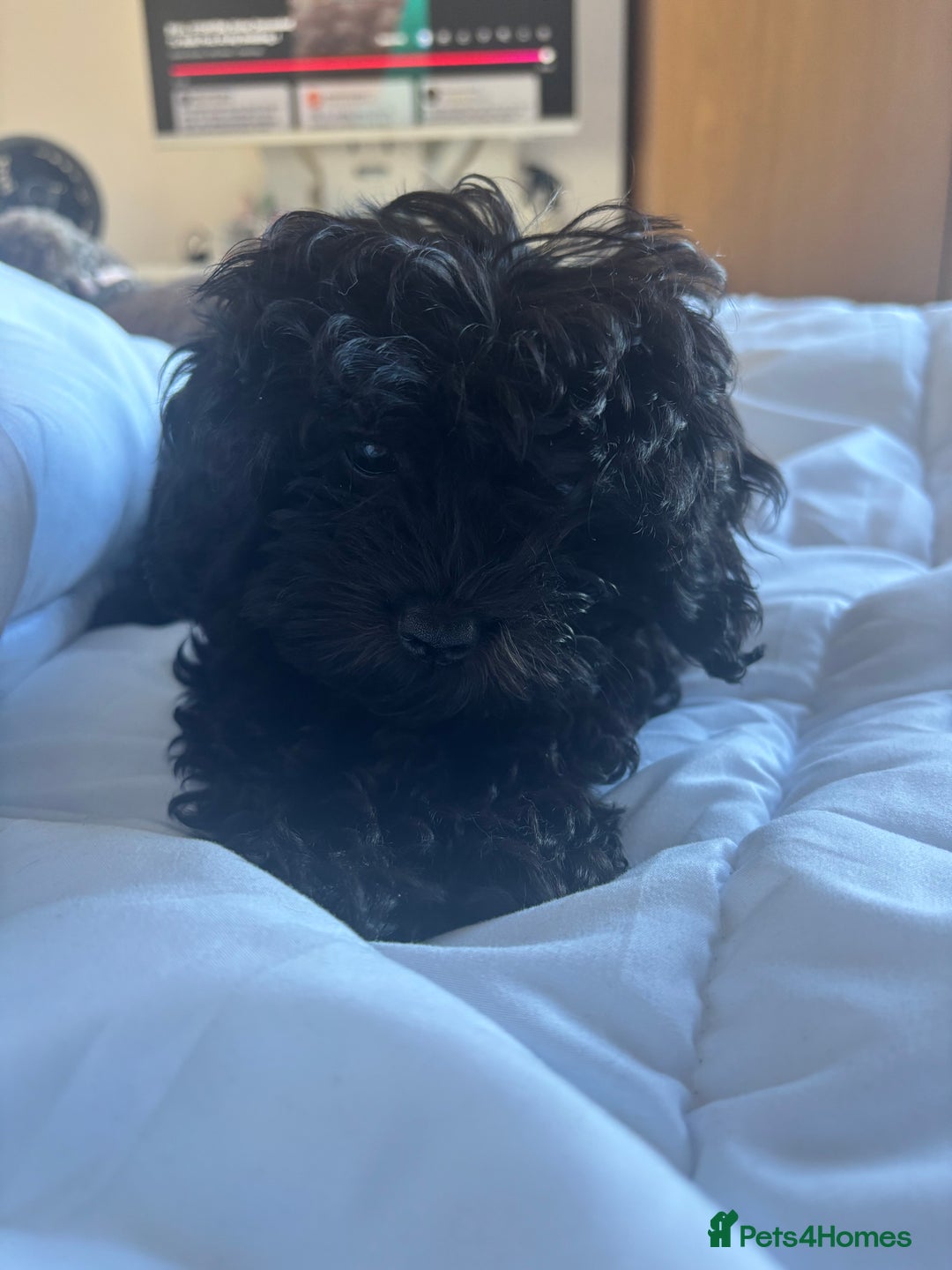 Cavapoo dogs for sale: Cavapoo 4 months old - Image 7