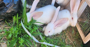 New Zealand rabbits - Advert 5