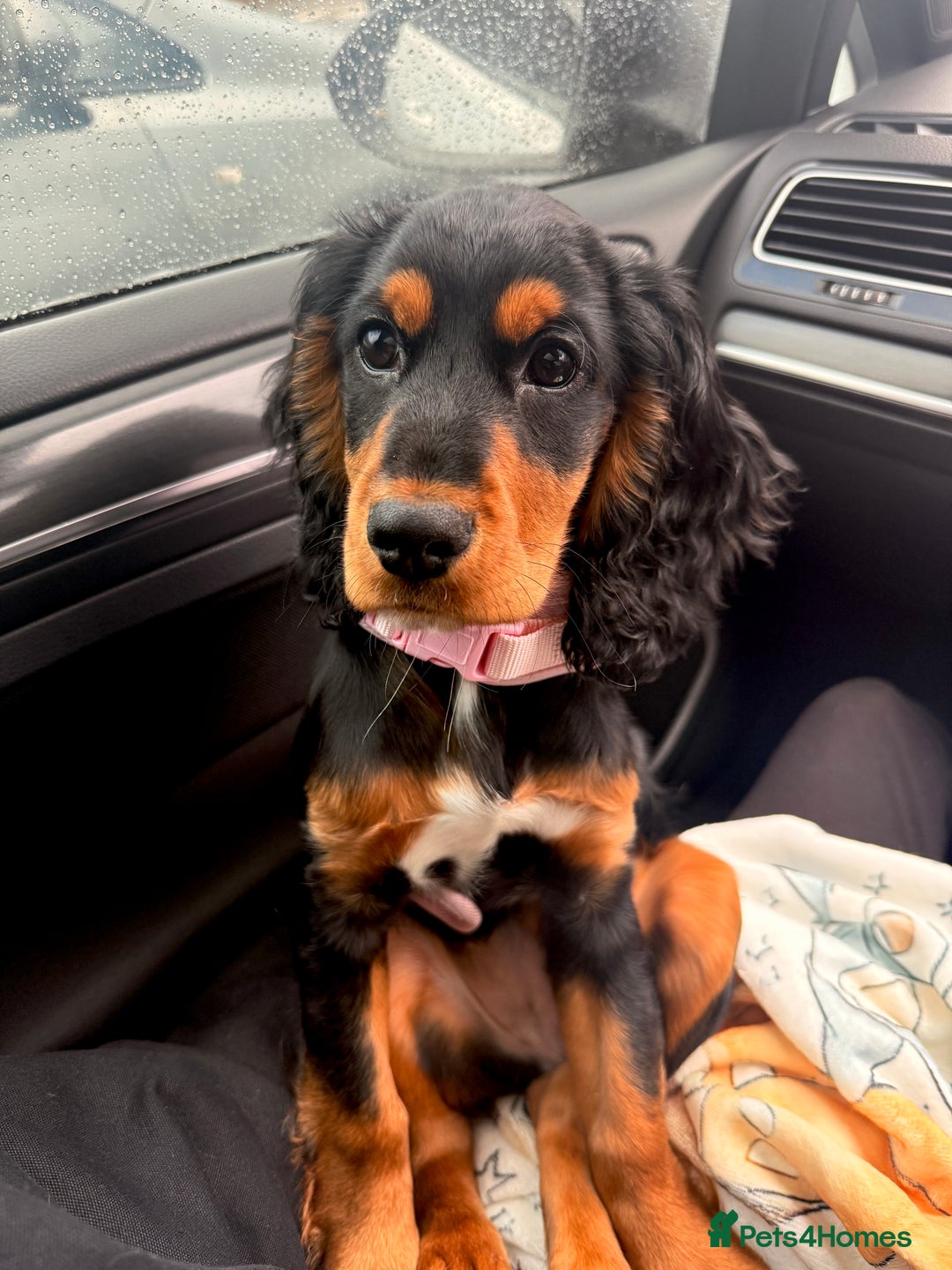 Sprocker dogs for sale: 5 month old female sprocker puppy for sale  - Advert 7