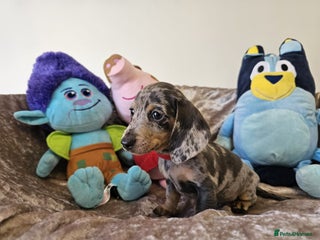 Dachshund dogs Charming Mini Dachshund Puppies - Advert 1