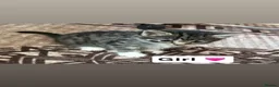 Domestic Shorthair cats for sale: 3 beautiful kittens for sale in Bradford - Advert 6