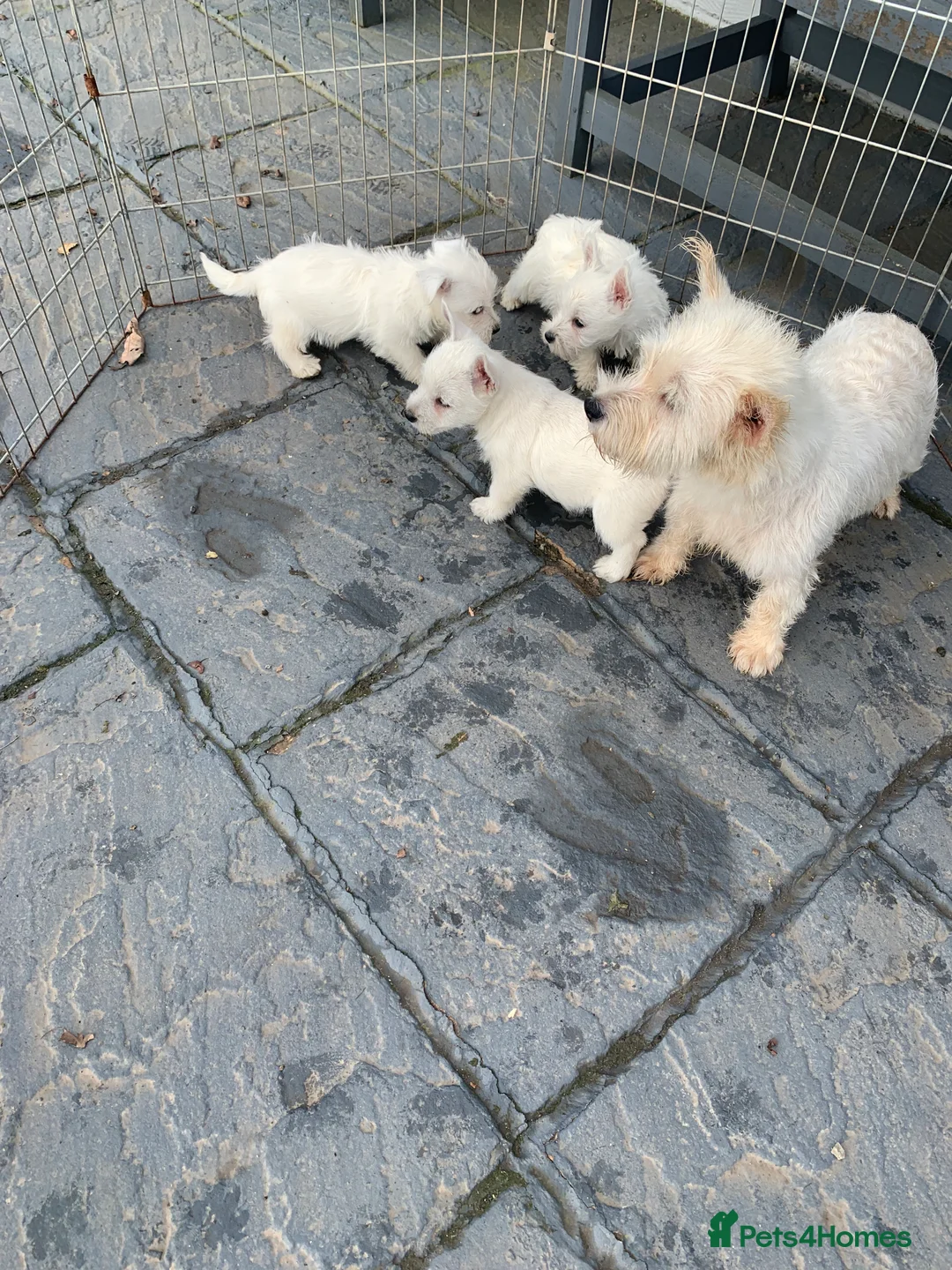 West Highland Terrier dogs for sale: West highland terrier  - Advert 31