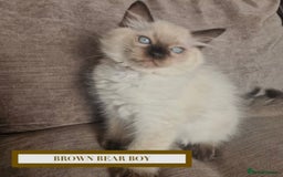 Munchkin cats for sale: Munchkin kittens - Image 3