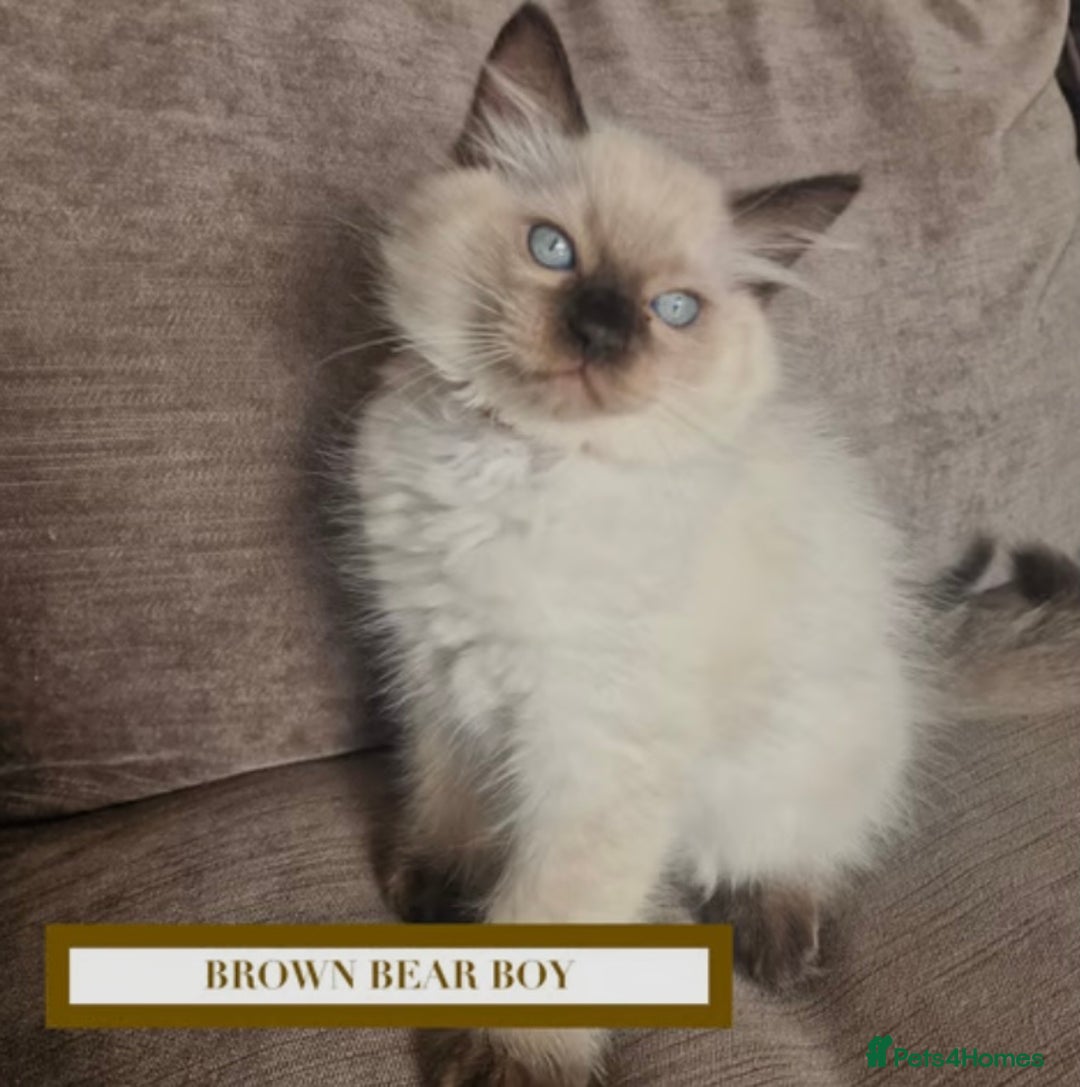 Munchkin cats for sale: Munchkin kittens - Image 3